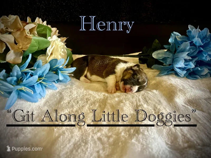 Henry – Pembroke Welsh Corgi puppy for sale in Blacksburg, VA