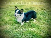 Little Miss Dolly, a female Pembroke Welsh Corgi for sale in Blacksburg, VA – 1 of 3