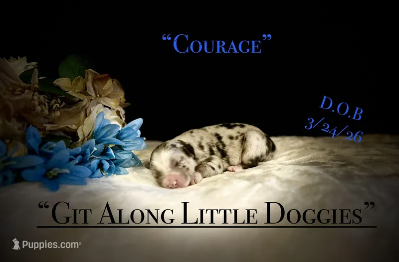 Courage – Australian Shepherd puppy for sale in Blacksburg, VA