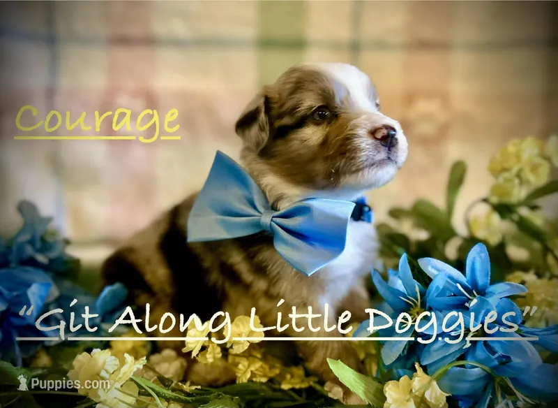 Courage – Australian Shepherd puppy for sale in Blacksburg, VA