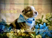 Courage, a male Australian Shepherd for sale in Blacksburg, VA – 1 of 9