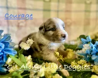 Courage, a male Australian Shepherd for sale in Blacksburg, VA – 4 of 9