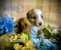 Courage, a male Australian Shepherd for sale in Blacksburg, VA – 2 of 9