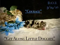 Courage, a male Australian Shepherd for sale in Blacksburg, VA – Photo 2 of 4