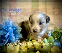Courage, a male Australian Shepherd for sale in Blacksburg, VA – 3 of 9