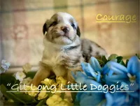 Courage, a male Australian Shepherd for sale in Blacksburg, VA – 5 of 9