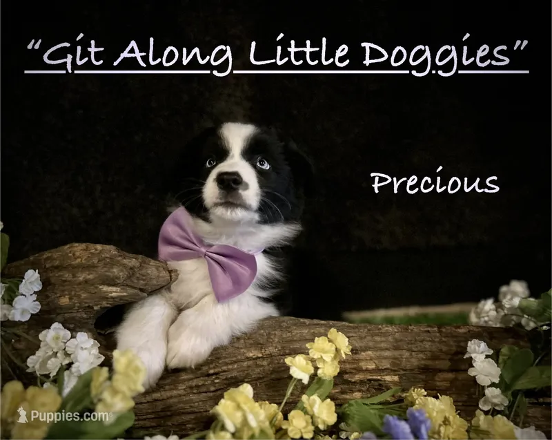 Precious – Australian Shepherd puppy for sale in Blacksburg, VA