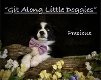 Precious, a female Australian Shepherd for sale in Blacksburg, VA – 3 of 10