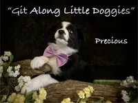 Precious, a female Australian Shepherd for sale in Blacksburg, VA – 6 of 10