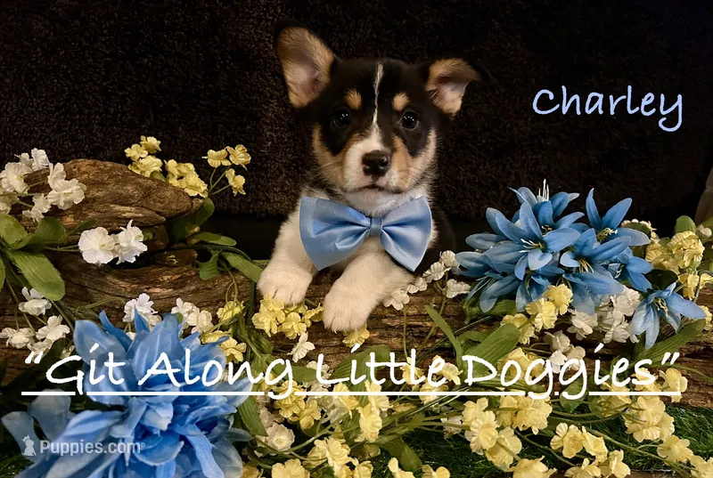 Charley – Pembroke Welsh Corgi puppy for sale in Blacksburg, VA