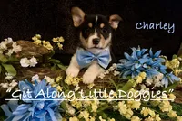 Charley, a male Pembroke Welsh Corgi for sale in Blacksburg, VA – 1 of 10