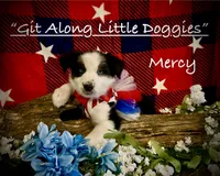 Mercy, a female Australian Shepherd for sale in Blacksburg, VA – 2 of 10