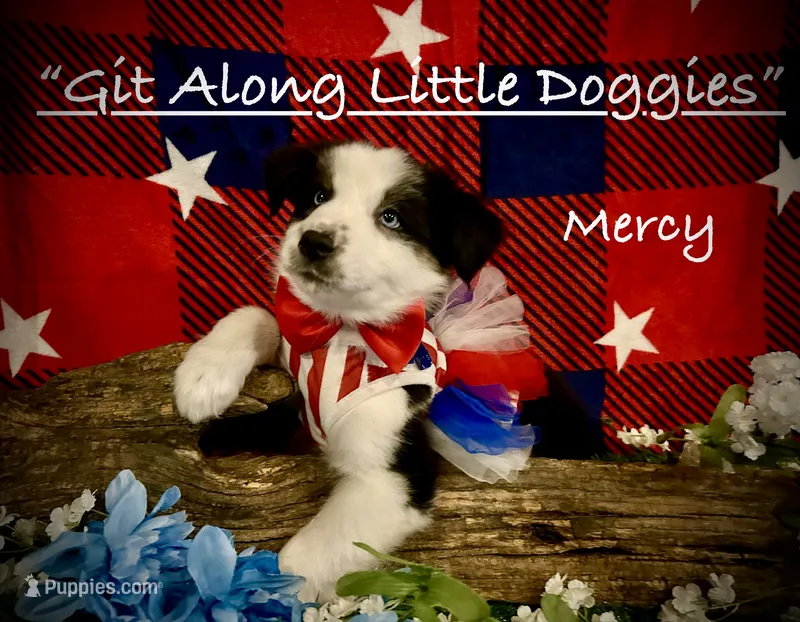 Mercy – Australian Shepherd puppy for sale in Blacksburg, VA