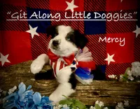 Mercy, a female Australian Shepherd for sale in Blacksburg, VA – 1 of 10