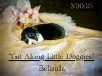 Belinda, a female Pembroke Welsh Corgi for sale in Blacksburg, VA – Photo 1 of 7