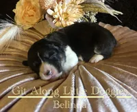 Belinda, a female Pembroke Welsh Corgi for sale in Blacksburg, VA – Photo 3 of 7