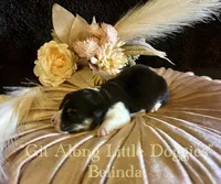 Belinda, a female Pembroke Welsh Corgi for sale in Blacksburg, VA – Photo 5 of 7