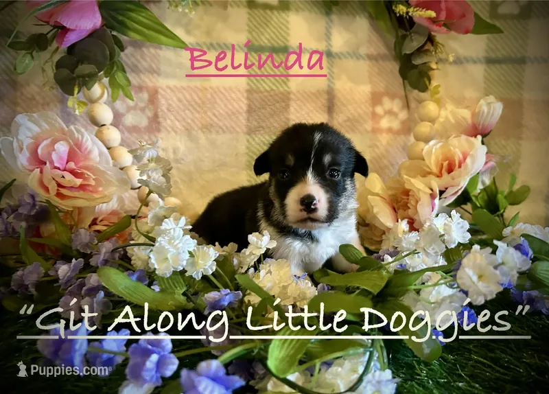 Belinda – Pembroke Welsh Corgi puppy for sale in Blacksburg, VA