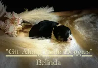 Belinda, a female Pembroke Welsh Corgi for sale in Blacksburg, VA – Photo 4 of 7