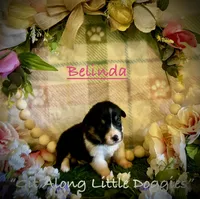 Belinda, a female Pembroke Welsh Corgi for sale in Blacksburg, VA – 3 of 8