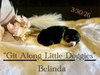 Belinda, a female Pembroke Welsh Corgi for sale in Blacksburg, VA – Photo 2 of 7