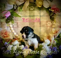 Belinda, a female Pembroke Welsh Corgi for sale in Blacksburg, VA – 2 of 8