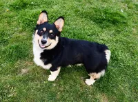 Belinda, a female Pembroke Welsh Corgi for sale in Blacksburg, VA – Photo 6 of 7