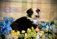 Warrior, a male Australian Shepherd for sale in Blacksburg, VA – 2 of 6