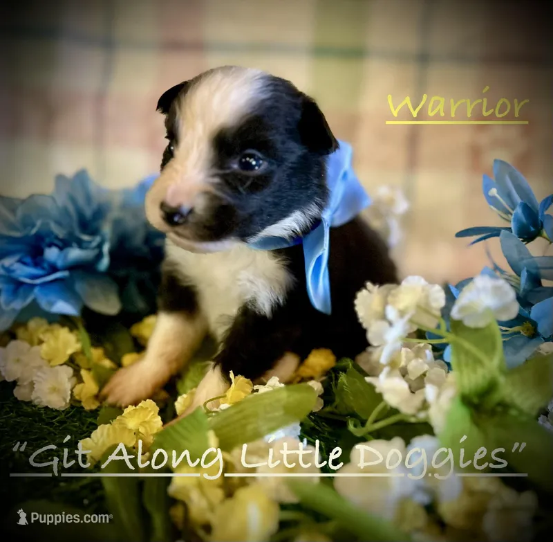 Warrior – Australian Shepherd puppy for sale in Blacksburg, VA
