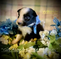 Warrior, a male Australian Shepherd for sale in Blacksburg, VA – 1 of 6