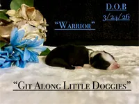 Warrior, a male Australian Shepherd for sale in Blacksburg, VA – Photo 2 of 4