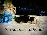 Warrior, a male Australian Shepherd for sale in Blacksburg, VA – Photo 1 of 4