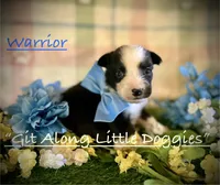 Warrior, a male Australian Shepherd for sale in Blacksburg, VA – 4 of 6