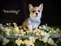 Bentley, a female Pembroke Welsh Corgi for sale in Blacksburg, VA – 4 of 10