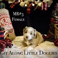 MR#3, a female Australian Shepherd for sale in Blacksburg, VA – Photo 2 of 10