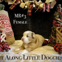 MR#3, a female Australian Shepherd for sale in Blacksburg, VA – Photo 4 of 10