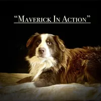 MR#3, a female Australian Shepherd for sale in Blacksburg, VA – Photo 10 of 10