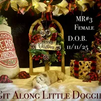 MR#3, a female Australian Shepherd for sale in Blacksburg, VA – Photo 8 of 10