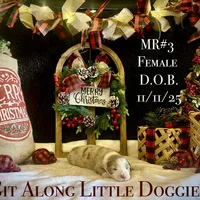 MR#3, a female Australian Shepherd for sale in Blacksburg, VA – Photo 6 of 10