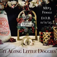 MR#3, a female Australian Shepherd for sale in Blacksburg, VA – Photo 5 of 10