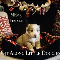 MR#3, a female Australian Shepherd for sale in Blacksburg, VA – Photo 3 of 10