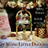 MR#3, a female Australian Shepherd for sale in Blacksburg, VA – Photo 7 of 10