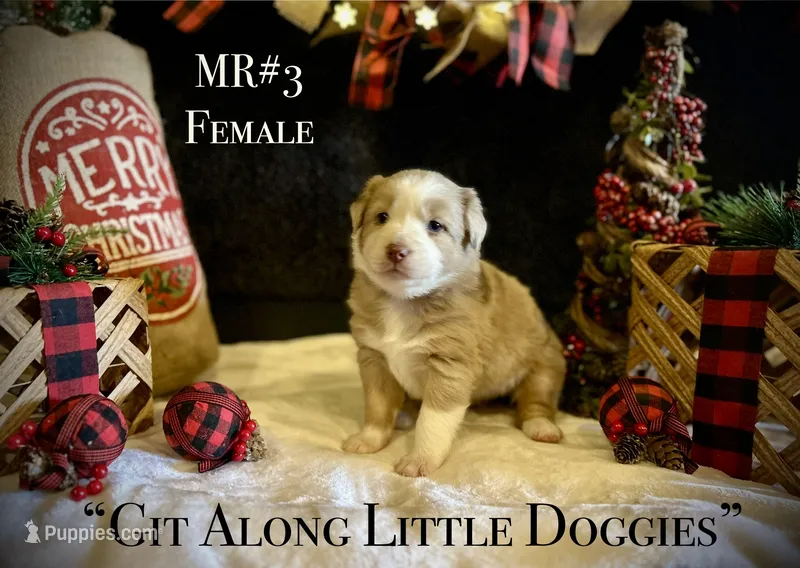 MR#3 – Australian Shepherd puppy for sale in Blacksburg, VA