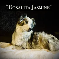 MR#3, a female Australian Shepherd for sale in Blacksburg, VA – Photo 9 of 10