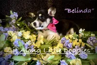 Belinda, a female Pembroke Welsh Corgi for sale in Blacksburg, VA – 2 of 9