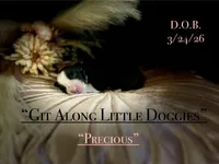 Precious, a female Australian Shepherd for sale in Blacksburg, VA – Photo 1 of 4