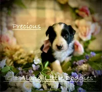 Precious, a female Australian Shepherd for sale in Blacksburg, VA – 3 of 7