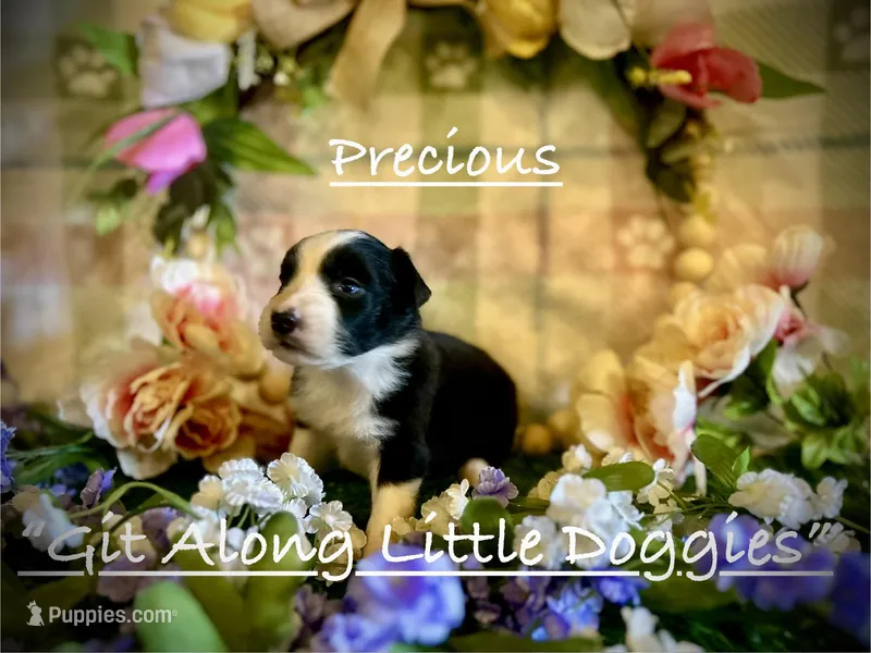 Precious – Australian Shepherd puppy for sale in Blacksburg, VA