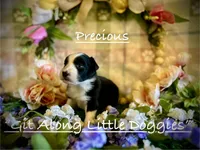 Precious, a female Australian Shepherd for sale in Blacksburg, VA – 1 of 7