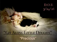 Precious, a female Australian Shepherd for sale in Blacksburg, VA – Photo 2 of 4